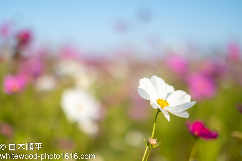 シグマ50mm F1.4 EX DG HSM (ﾆｺﾝ用)買ったよ | 写真とカメラとその他